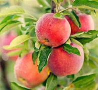 Image result for Apple-Like Fruit