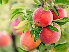 Image result for Apple-Like Fruit