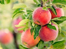 Image result for apple fruit