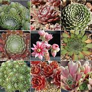 Image result for Sempervivum Zundflamme