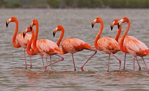 Image result for Phoenicopterus ruber