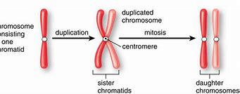 Image result for Single Chromosome