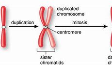 Image result for The Difference Between Chromosome and Chromatid