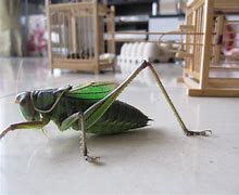 Image result for Pet Cricket