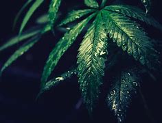 Image result for Weed Wallpapers 4K