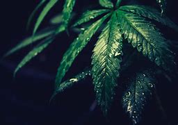 Image result for Weed Wallpapers 4K for Xbox
