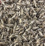 Image result for Live Crickets in Bulk