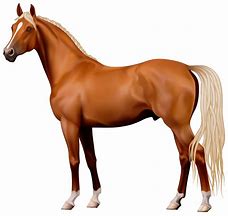 Image result for Brown Horse with No Background