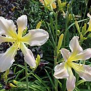 Hemerocallis Princess Summerbird के लिए छवि परिणाम