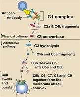 Image result for Complement Immune Response