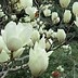 Image result for Flowering Pear Trees Types