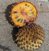 Image result for Annona Fruit