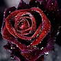 Image result for Black and Red Roswe Wallpaper