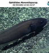 Image result for "monomitopus Metriostoma". Size: 172 x 185. Source: www.ncei.noaa.gov