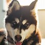 Image result for The Cutest Husky Ever