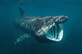 Image result for Big Basking Shark