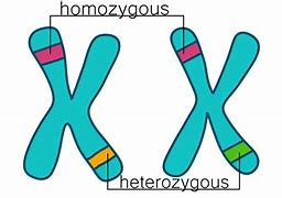 Image result for Heterozygous Genotype Examples