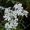 Image result for Phlox divaricata White Perfume