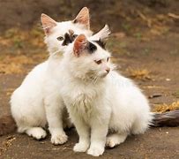 Image result for 2 White Cats Together
