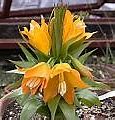 Image result for Fritillaria eduardii Sunrise