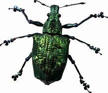 Image result for Transparent Insect Model