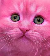 Image result for Grumpy Cat as Kitten