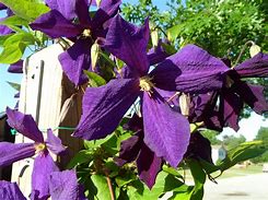 Image result for Clematis Purple Petals
