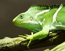 Image result for Endangered Lizards