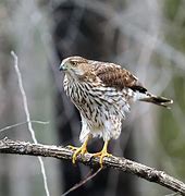 Image result for Cooper's Hawk A4