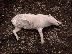 Image result for Pompeii Animal Bodies