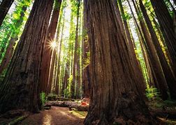 Image result for Redwood Forest National Park California