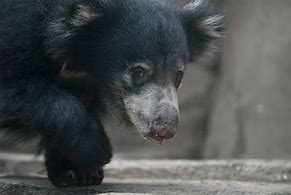 Image result for Baby Sloth Bear