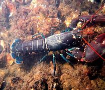 Image result for World's Largest Lobster