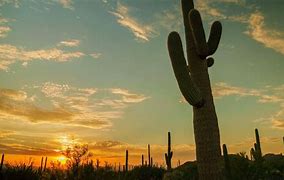 Image result for Desert Cactus Sunset