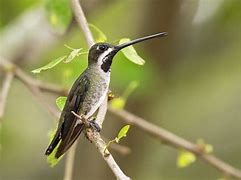 Image result for Heliomaster Trochilidae