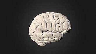 Image result for Human Brain Model Meme