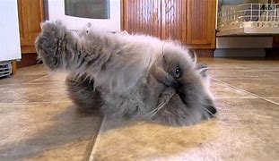 Image result for Himalayan Cat Meme