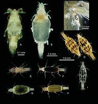 Image result for parasite isopods life cycles