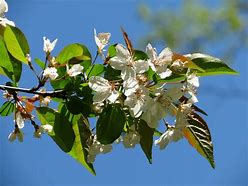 Image result for Southern Crab Apple