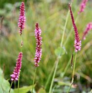 Image result for Persicaria amplexicaulis High Society