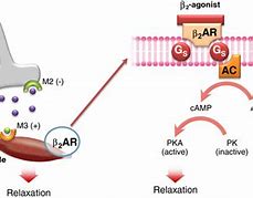 Image result for Beta 2 Adrenergic Agonists Effect