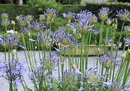 Image result for Agapanthus Dr Brouwer (Trumpet-Group)