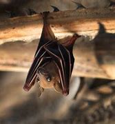 Image result for Bumblebee Bat Location
