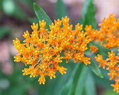 Image result for Butterfly Weed