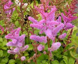 Image result for Astilbe chinensis Pumila