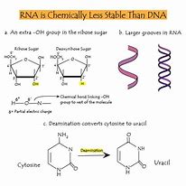 Image result for DNA vs RNA Notes