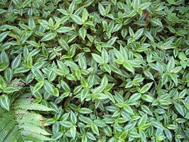 Image result for Red Ground Cover Bush