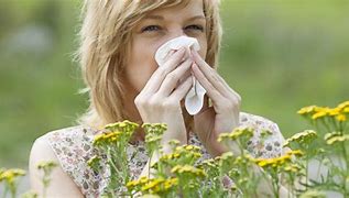 Image result for Hay Fever Allergy