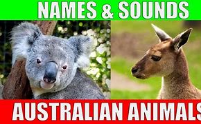 Image result for Australian Animals Kids
