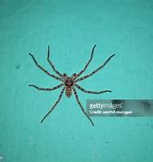 Image result for Birdeater Goliath Huntsman Spider